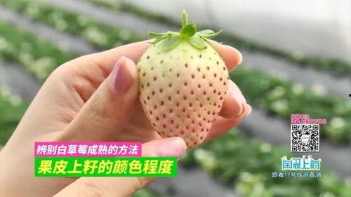 小池娱乐吃瓜,揭秘娱乐圈最新吃瓜事件